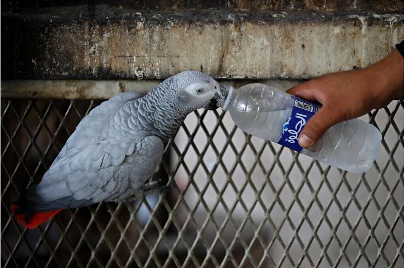 A grey parrot drinks water from a bottle as temperatures soar in Baghdad