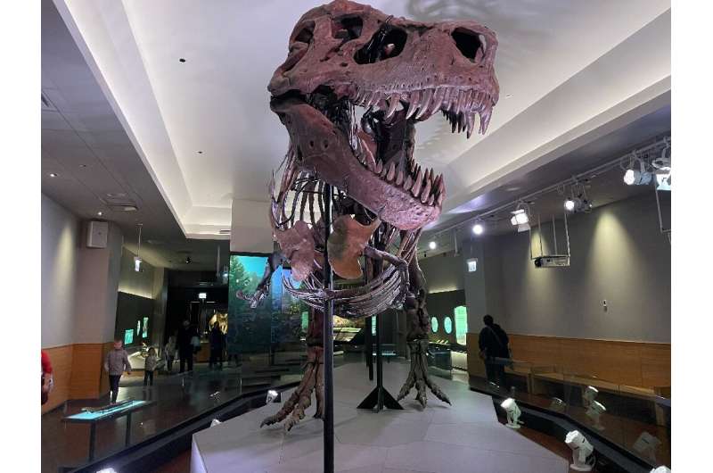 A group of scientists believe that the Tyrannosaurus rex -- like the one seen in this handout from the Field Museum of Natural H