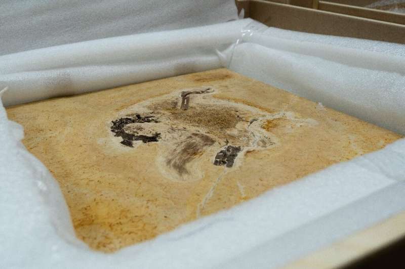 A handout photo released by Brazil’s Ministry of Science and Technology shows the fossil of a rare dinosaud that had been taken 