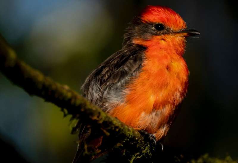 A handout photo released by the Galapagos National Park shows a Little Vermilion Flycatcher, also known as Darwin's Flycatcher, 