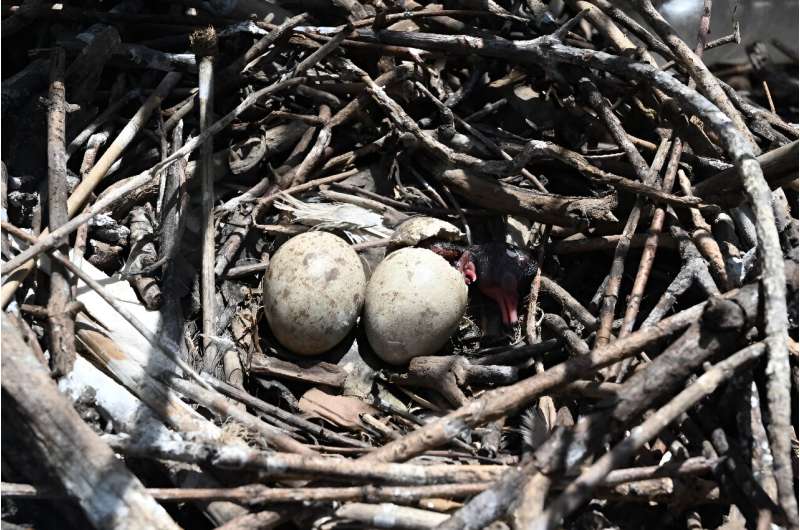 Un polluelo de garza emerge de su caparazón en un nido rodeado de desechos plásticos en la isla Los Pájaros