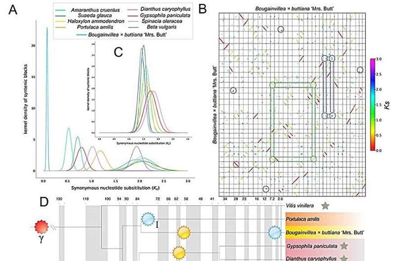 A high-quality Bougainvillea genome helps to explore the evolutionary history of species and pigment biosynthetic pathway