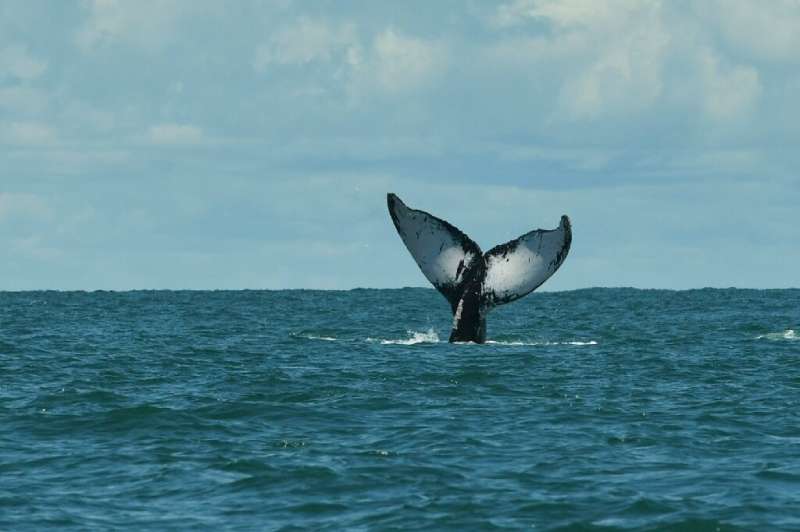 A humpback whale swims in the Pacific Ocean off the coast of Colombia in September 2022