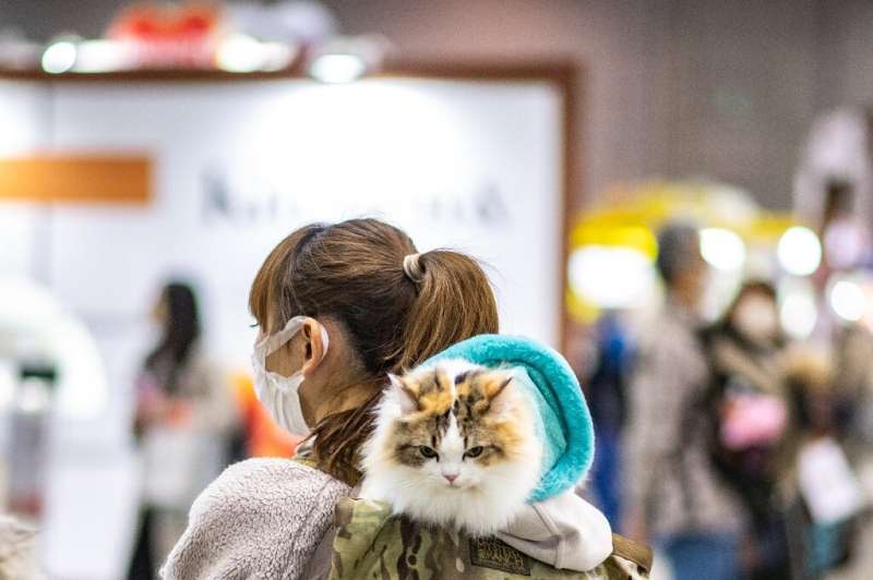 A Japanese app says it can detect with 90 percent accuracy whether a cat is in pain
