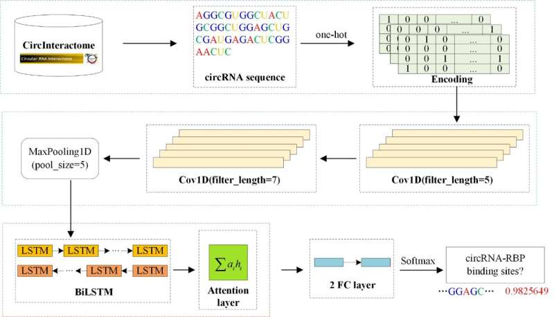A joint model for predicting circRNA-RBP binding sites based on deep learning
