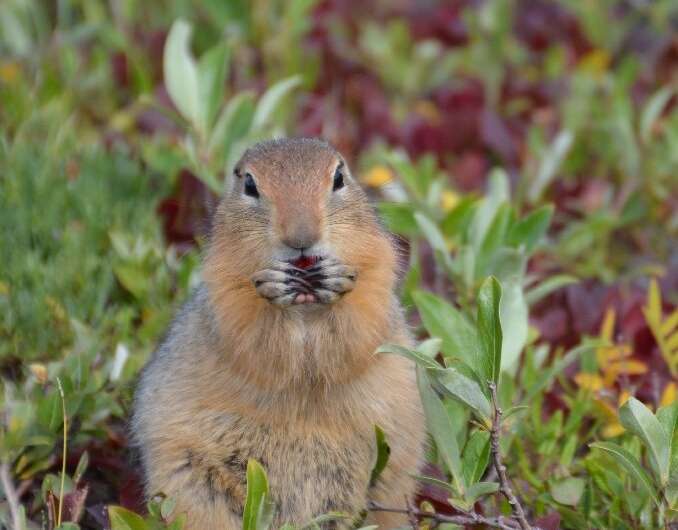 A juvenile arctic ground squirrel foraging near Toolik Field Station in northern Alaska