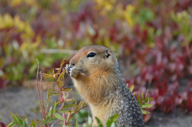 A juvenile arctic ground squirrel foraging near Toolik Field Station in northern Alaska; Scientists studying the critters have n