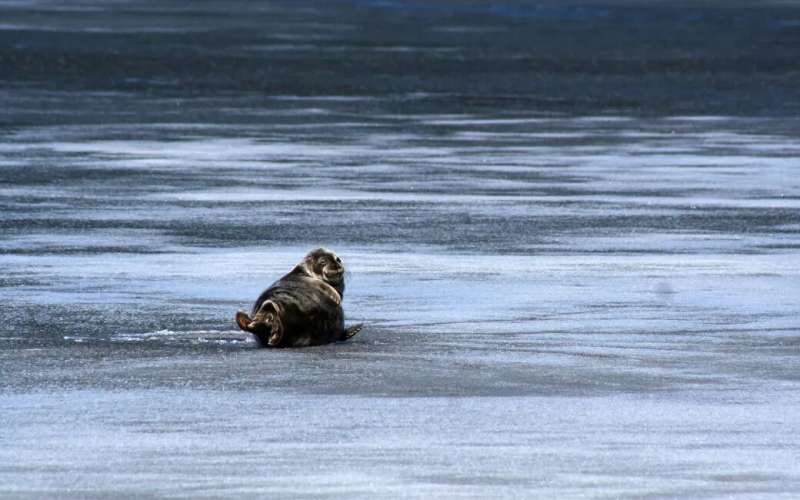 A labyrinth lake provides surprising benefits for an endangered seal