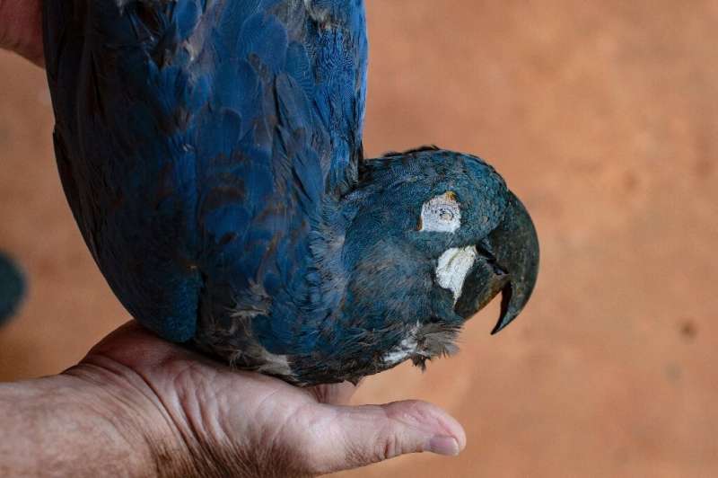 A Lear's macaw (Anodorhynchus leari) was electrocuted after flying into a power grid close to Brazil's Canudos Wind Energy Compl