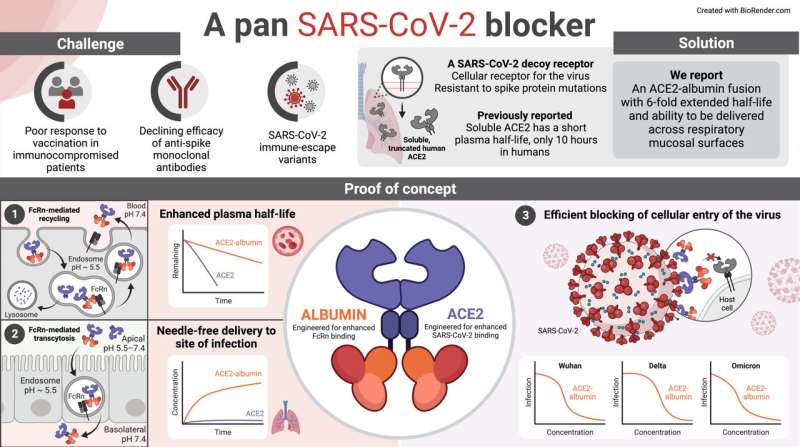 A long-acting biologic with transmucosal transport properties that arrest SARS-CoV-2 virus variants