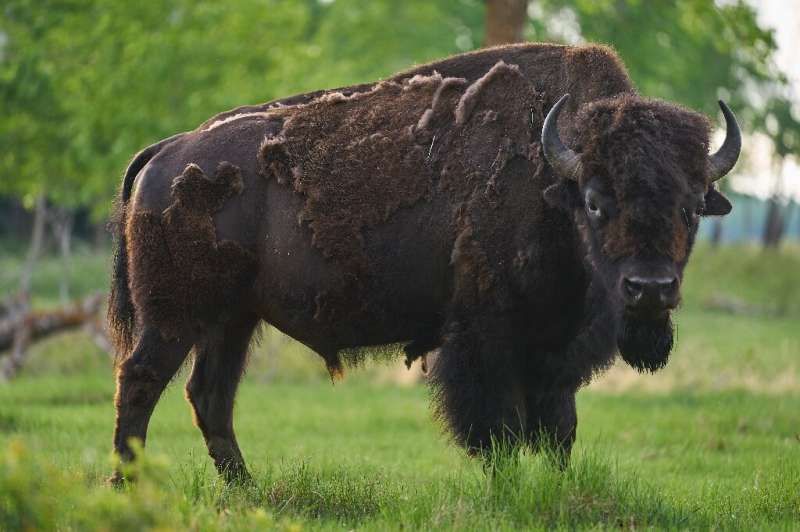 A male bison roams Elk Island National Park near Edmonton, Canada. Sixteen bison relocated from the biosphere reserve to Banff s