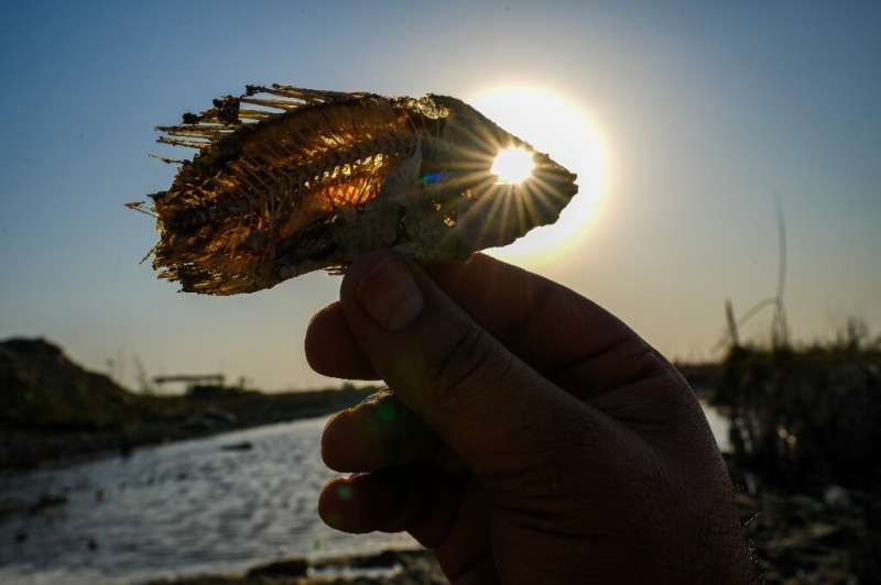 A man holds up a skeleton of a fish in a dried out marsh in Chibayish, Iraq