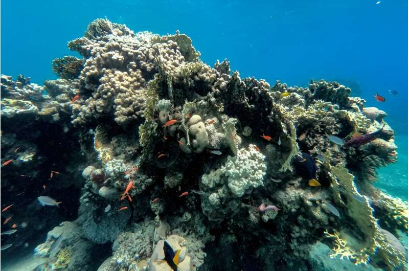 A mass die-off of the sea urchins that help keep algae in check on coral reefs is threatening the Red Sea ecosystem, marine biologists in Israel warn