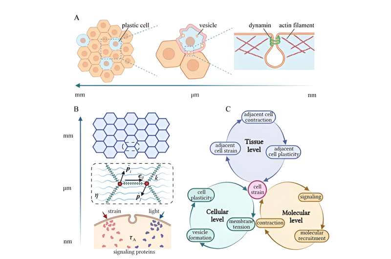 A mechanism-based theory of cellular and tissue plasticity