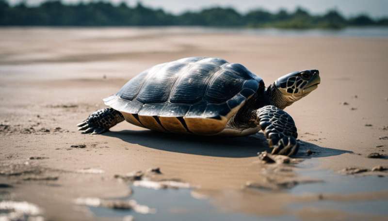 A mega port in India threatens the survival of the largest turtles on Earth