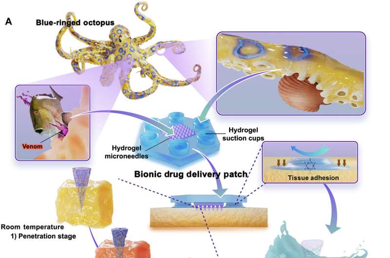 A microneedle patch for surface adhesion and injection drug delivery inspired by the blue-ringed octopus