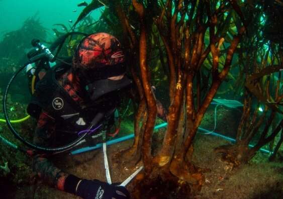 A million hectares of kelp forests need planting by 2040, and scientists need your help