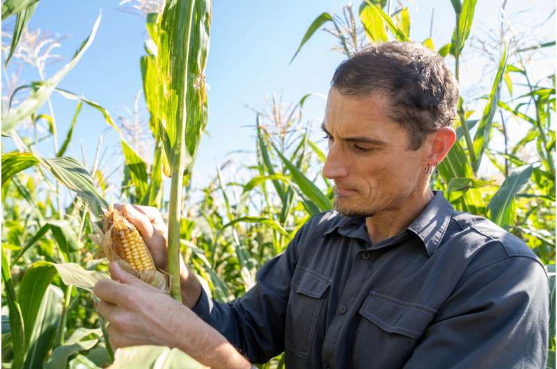 A mixed origin made maize successful