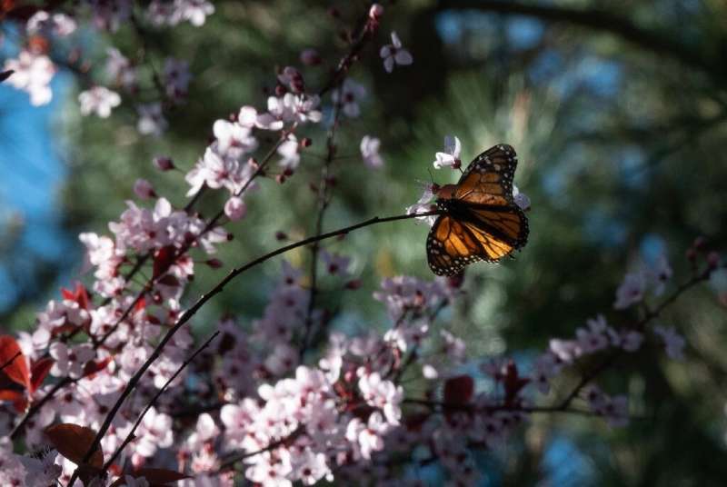 A monarch butterfly in the butterfly anctuary in Pacific Grove, California on January 26
