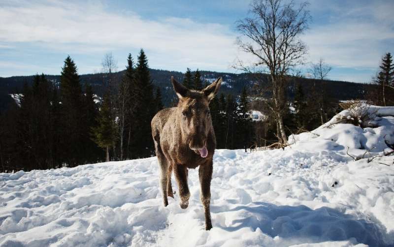 A moose calf runs through the snow at a farm in Duved, Sweden in March