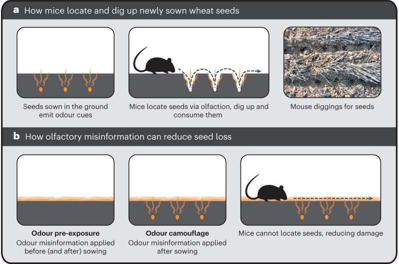 A new approach to warding off mice eating wheat seed using camouflage scents