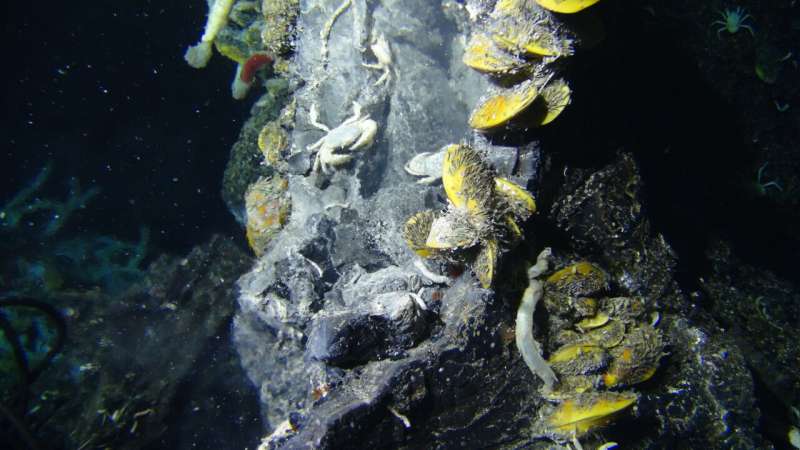A new bacterial species from a hydrothermal vent throws light on their evolution