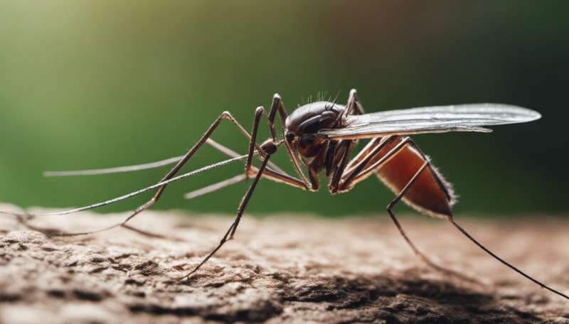 A new invasive mosquito has been found in Kenya—what this means for malaria control