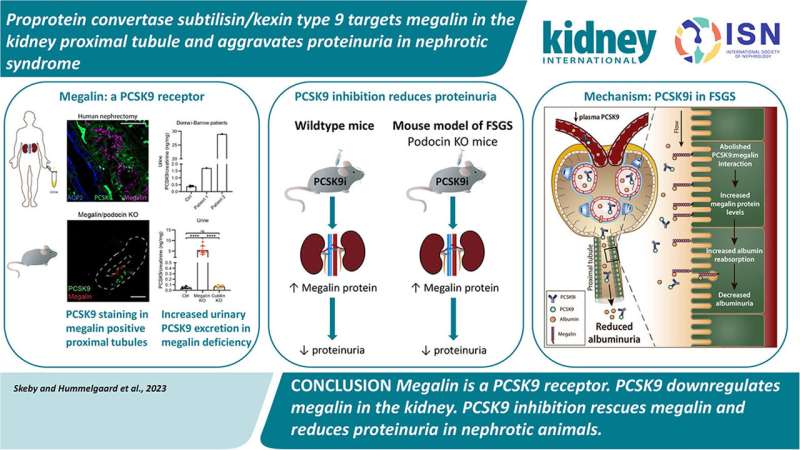 A new mechanism may lead to new treatment options for chronic kidney diseases