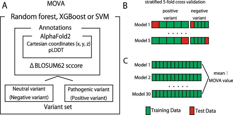 A new method for evaluating the pathogenicity of missense variants using AlphaFold2