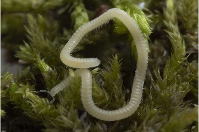A new millipede species is crawling under LA. It's blind, glassy and has 486 legs