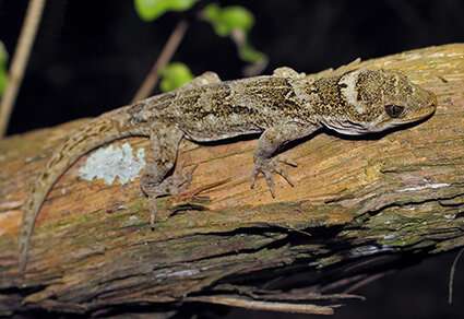 A new species of gecko: What's in a name and why it matters