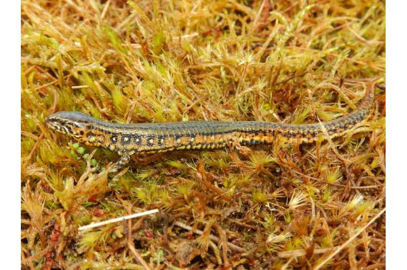 A new species of lizard of the genus Proctoporus was discovered in a high mountain area of the Andes in the Otishi National Park