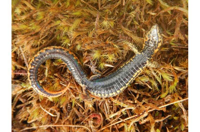 A new species of lizard called 'Proctoporus titans' has been discovered in Peru's Otishi National Park