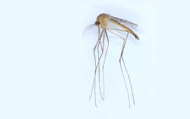 A new species of mosquitoes found in Finland—official count of species now at 44