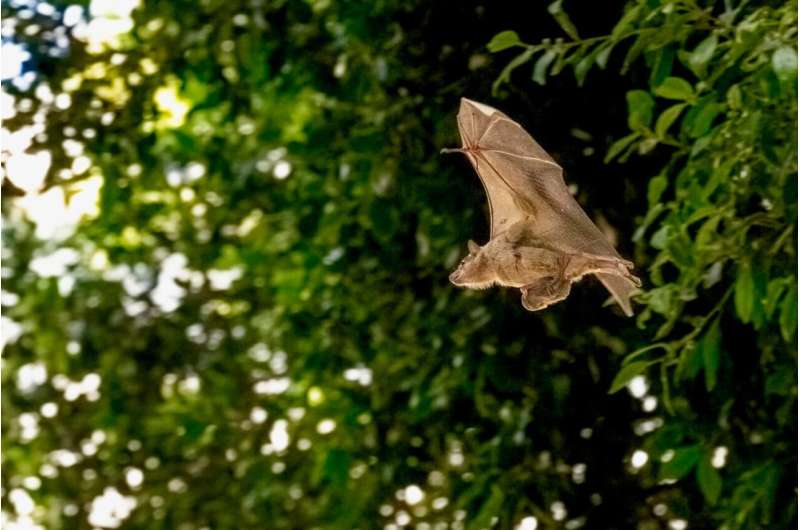 A new study finds that pregnancy affects bats' sensing capabilities