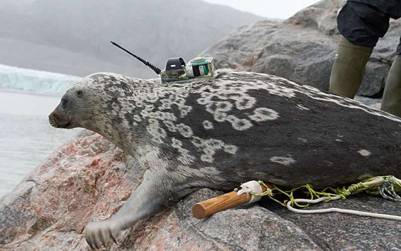 A new type of ringed seal described in West Greenland