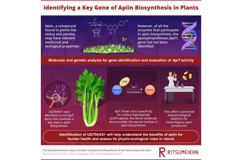 A newly discovered plant gene that helps make apiin: the search ends here