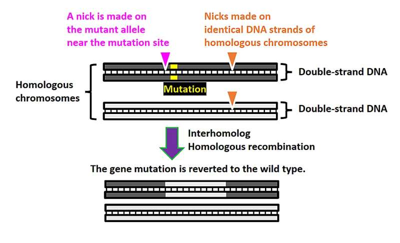 A NICER approach to genome editing