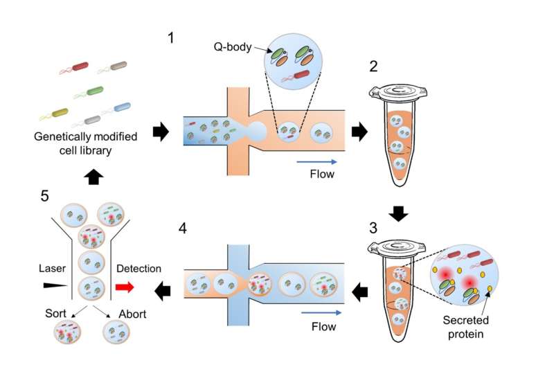 A novel high-throughput method for screening protein-secreting microbial strains