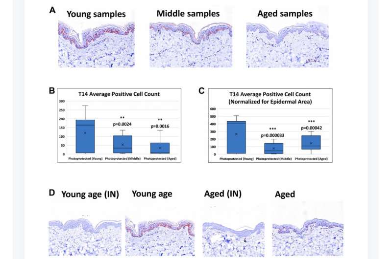 A novel peptide 'T14' reflects age and photo-aging in human skin