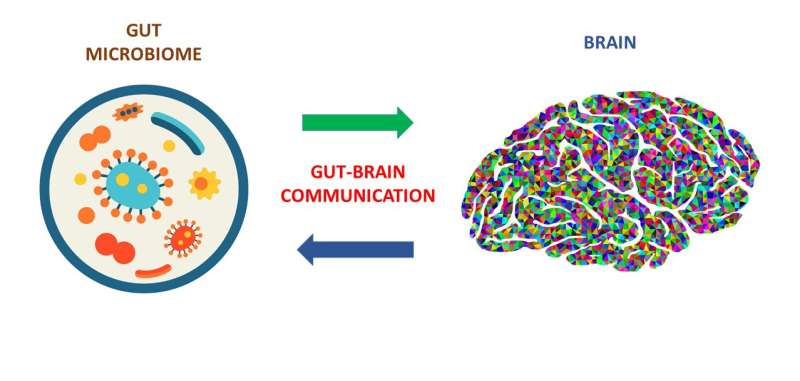 A novel, powerful tool to unveil the communication between gut microbes and the brain