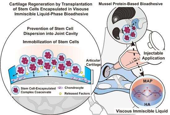 Un nuovo adesivo per cellule staminali che utilizza le cozze