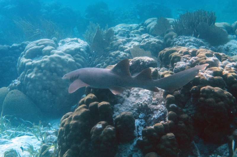 A Nurse Shark (Ginglymostoma cirratum) is seen at the Hol Chan Marine Reserve coral reef in the outskirts of San Pedro village, 