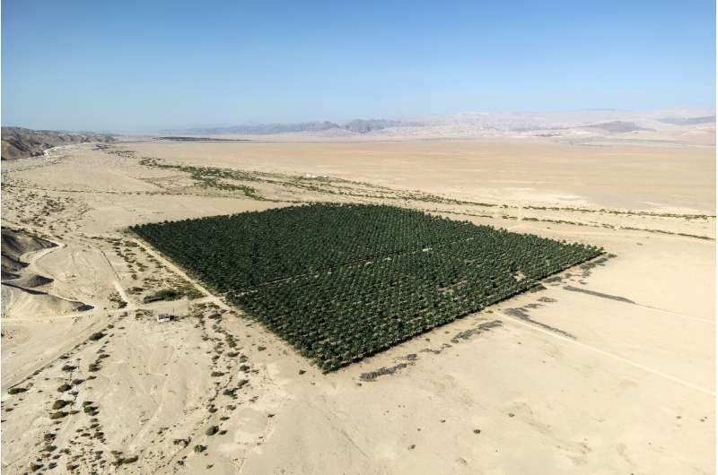 A palm grove in the Negev desert