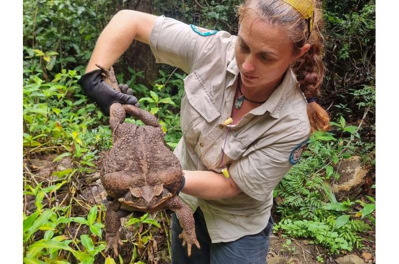 A park ranger holds a cane toad weighing 2.7 kilograms discovered in Conway National Park in Australia's state of Queensland