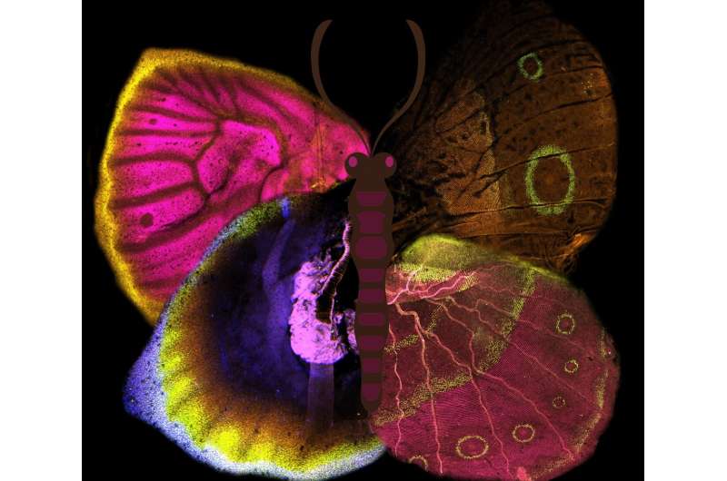 A patchwork of Wnt signalling ligands and receptors pattern the colours on the wings of butterflies