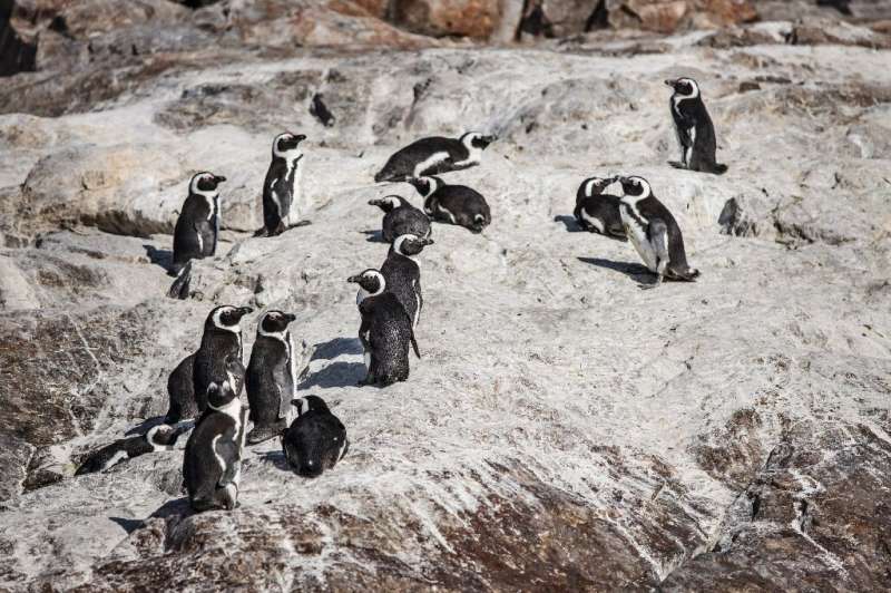 A penguin colony on St. Croix island in Algoa Bay near Gqeberha -- formerly known as Port Elizabeth