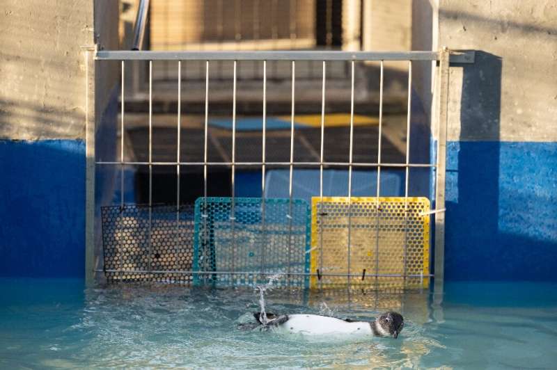 A penguin swims at the Southern African Foundation for the Conservation of Coastal Birds (SANCCOB) centre in Qgeberha