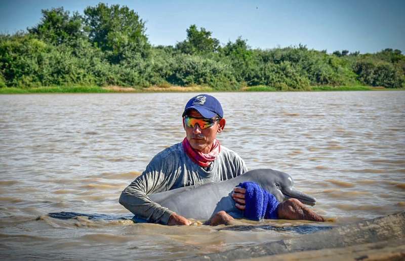 A picture released by the Colombian Navy shows a member helping rescue one of two endangered pink river dolphins that became tra