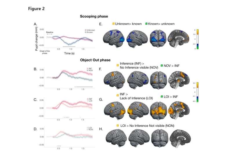 A pioneering study led by UPF reveals the cerebral basis of non-verbal deductive reasoning